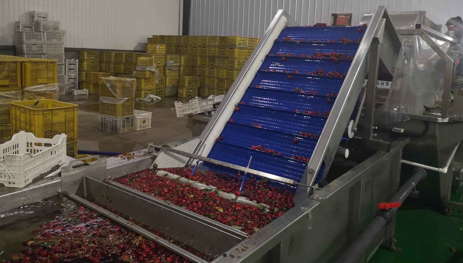 智利车厘子容易坏吗,智利车厘子为什么能放这么久