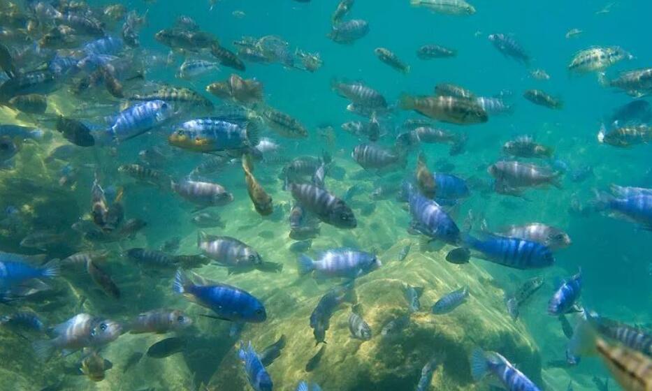 马拉维湖只属于马拉维吗,马拉维湖未解之谜