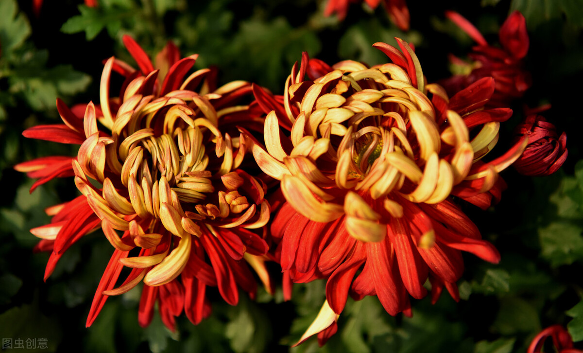 重阳节赏菊花的介绍,赏菊打卡好去处