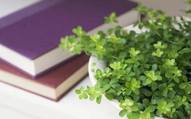 李敖的爱情观可以改变网络“七松家”的爱情观吗？