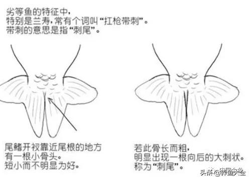 金鱼要怎样买才不会被坑,买金鱼的时候如何选才好