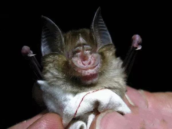 蝙蝠那么多病毒为什么不灭绝它,蝙蝠为什么是奇葩动物呢