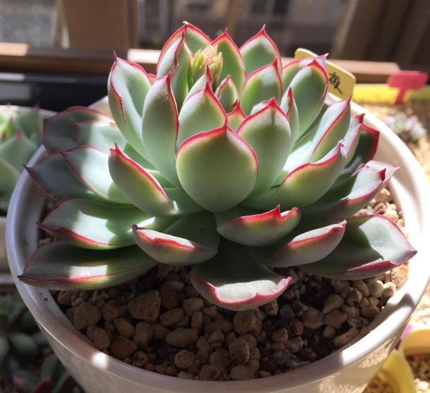 最全多肉图鉴大全,图鉴植物