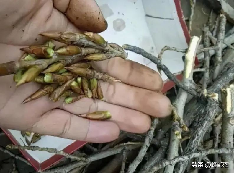 洋槐蜜造假,造假椴树蜜