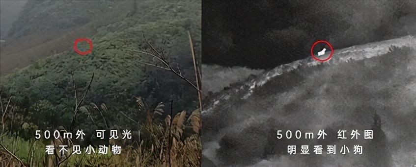 热成像怎么看周围野猪视频,野猪可以用热成像探测到吗