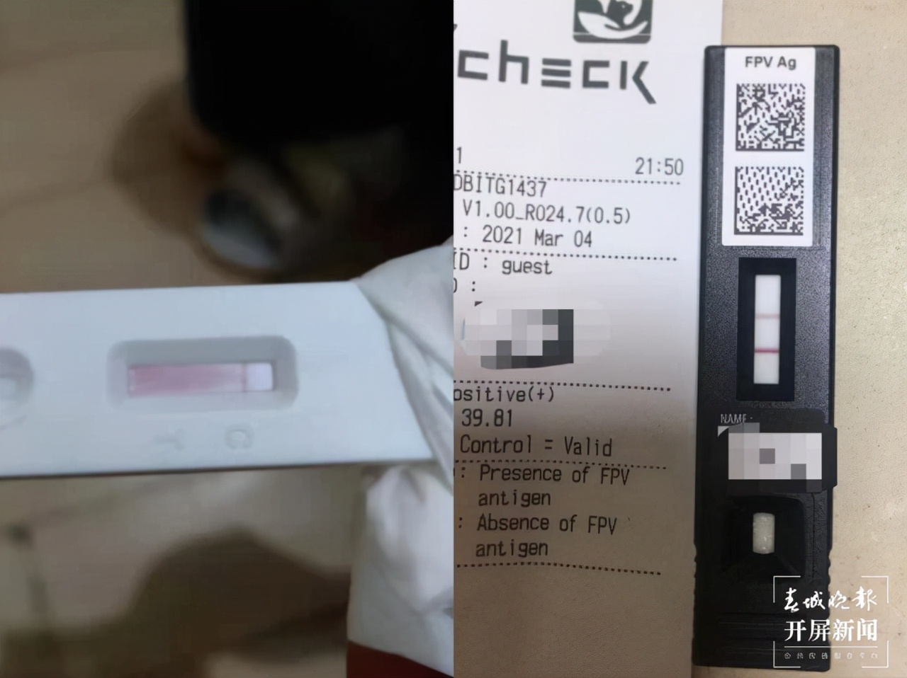 小猫被领养两天后死亡,猫咪被领养后续