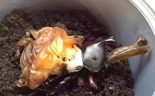 重口味慎入！美女玩起了大肉虫子，竟盘得又红又亮！