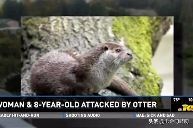 水獭与平头哥是同科吗,水獭动物界的平头哥