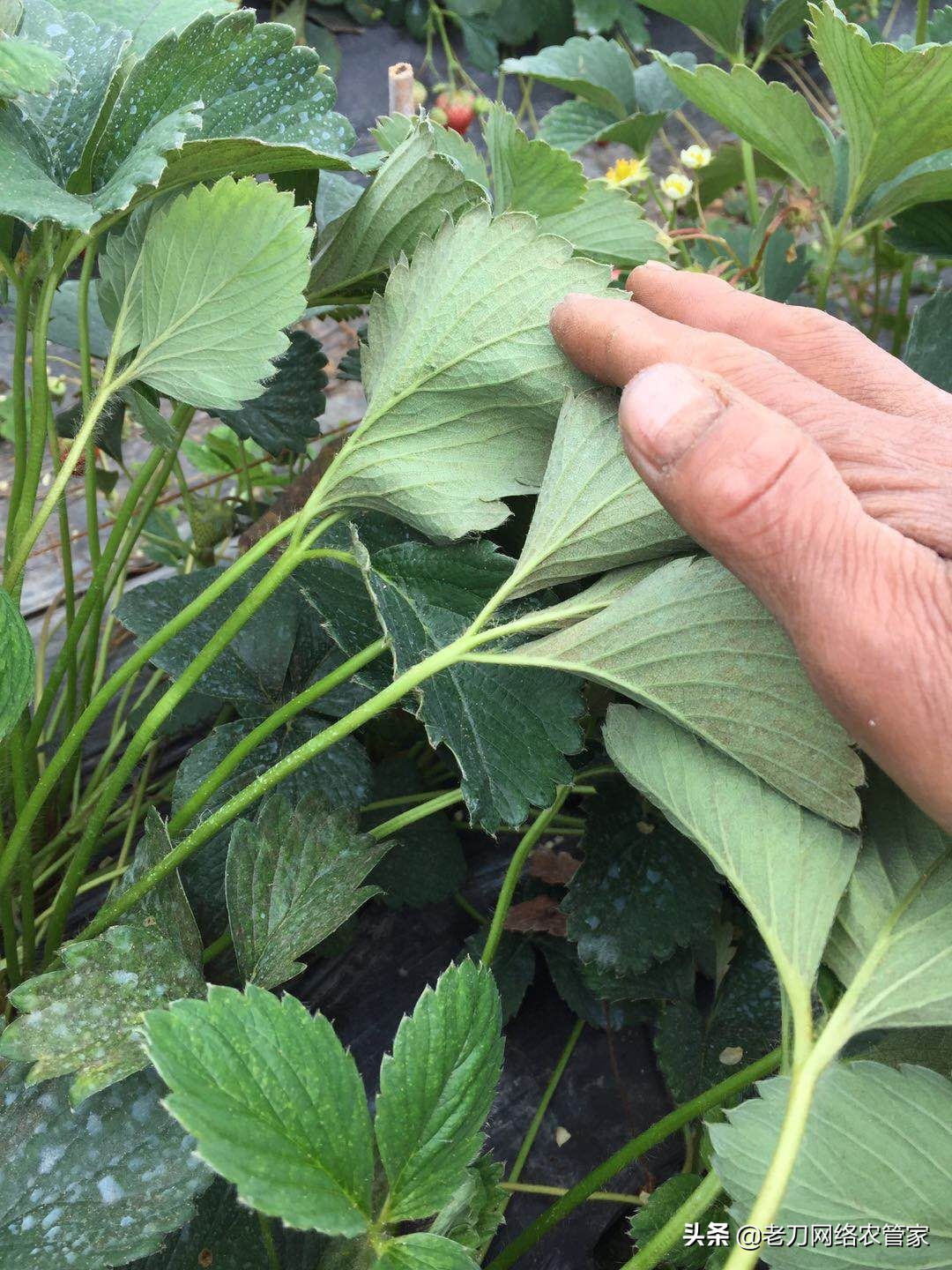 草莓叶片出现红褐色斑点如何处理,草莓叶片褐色斑点是什么病