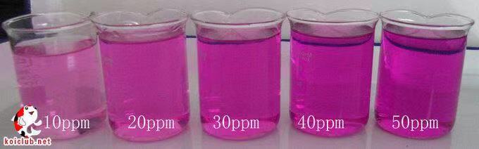 鱼缸养锦鲤鱼技术大全,缸养小锦鲤鱼的基本方法