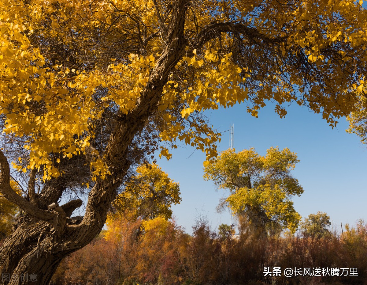 怎样鉴别杨梅是坏的,真假杨梅区别