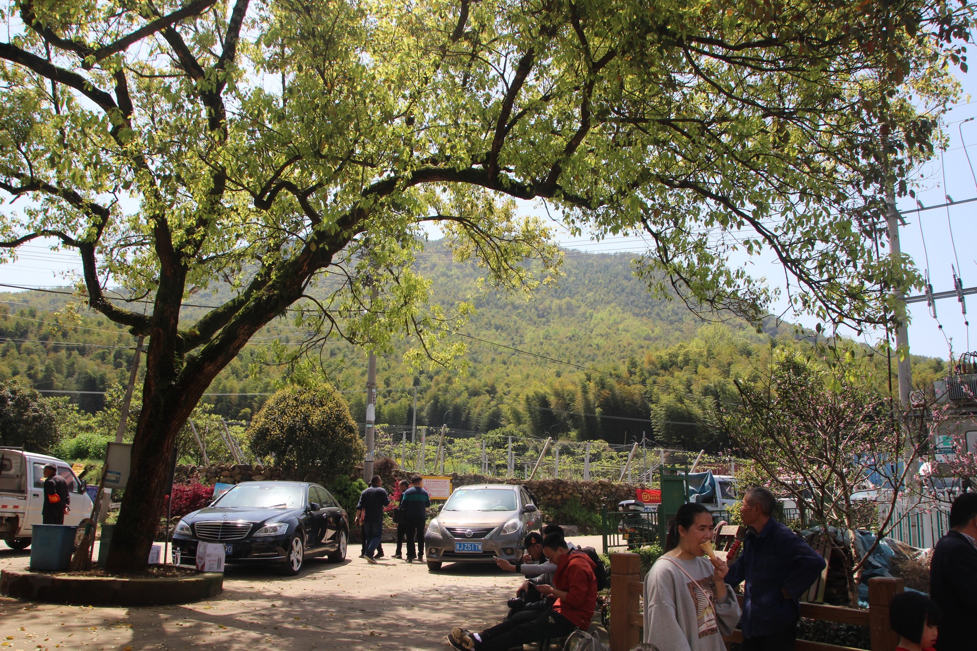 浙江临海沿江镇竹笋,临海市野生竹笋