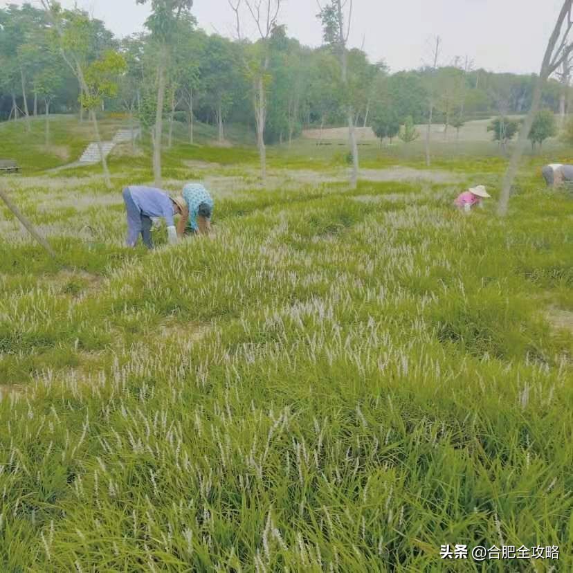 合肥有哪些好玩的地方值得一去,本地人认为合肥最值得游玩的地方