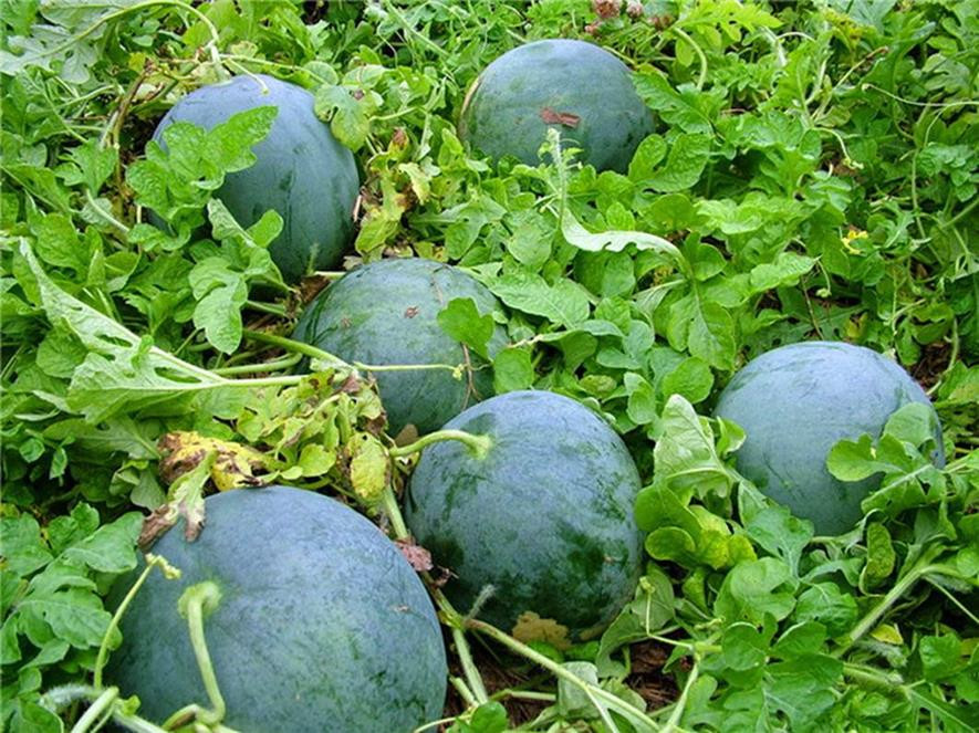 百种味道的果子,百种果实图片