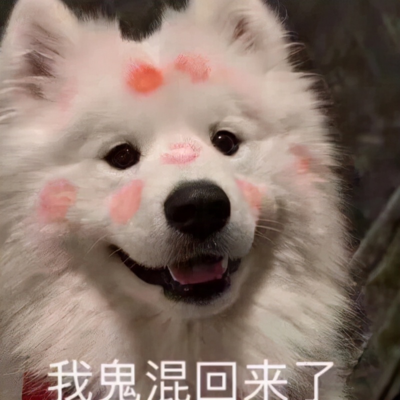 为什么这些狗狗当不了警犬，大型“反间计”现场