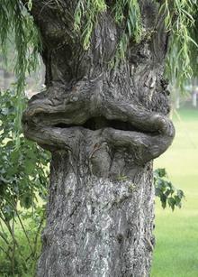 印度尼西亚爪哇岛大城市概况,爪哇岛人口