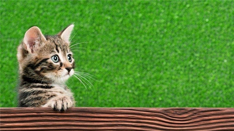 眼屎突然多且黄还粘稠怎么处理,猫咪眼屎特别多