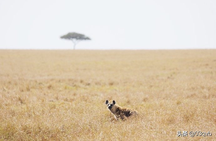 鏈涙棤杈归檯鐨勬捣,鏈涙棤杈归檯