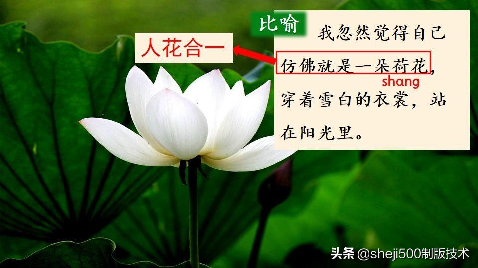 部编版三年级下册语文3荷花讲解,三年级下册部编语文荷花教学视频