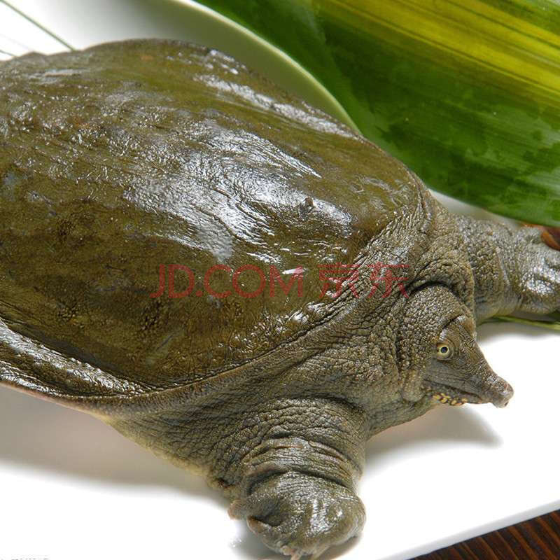 王八乌龟甲鱼鳖是一种类型吗,鳖乌龟王八甲鱼是同一种生物吗