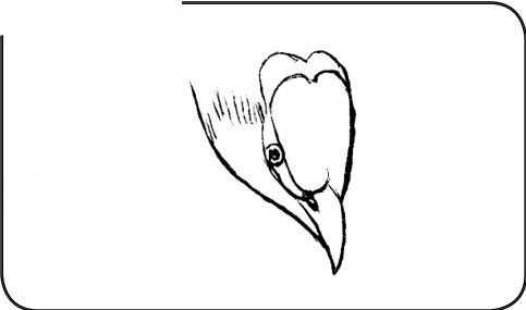 国画初学者入门步骤鸟禽,国画各种鸟类画法大全