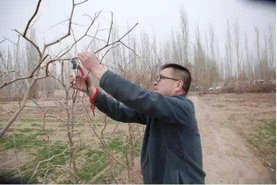 果树幼树冬修剪,修剪果树的方法和时间