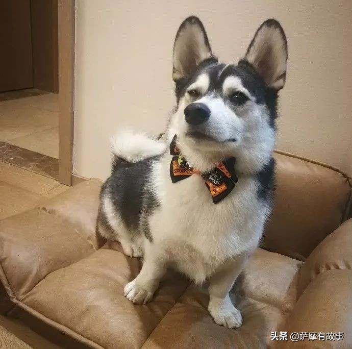 委屈！萨摩耶的混血，是一点没混出萨摩耶的美貌