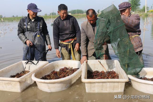 鱼虾混养亩塘能养多少小龙虾虾苗,稻虾共养一亩稻田放养多少斤虾苗