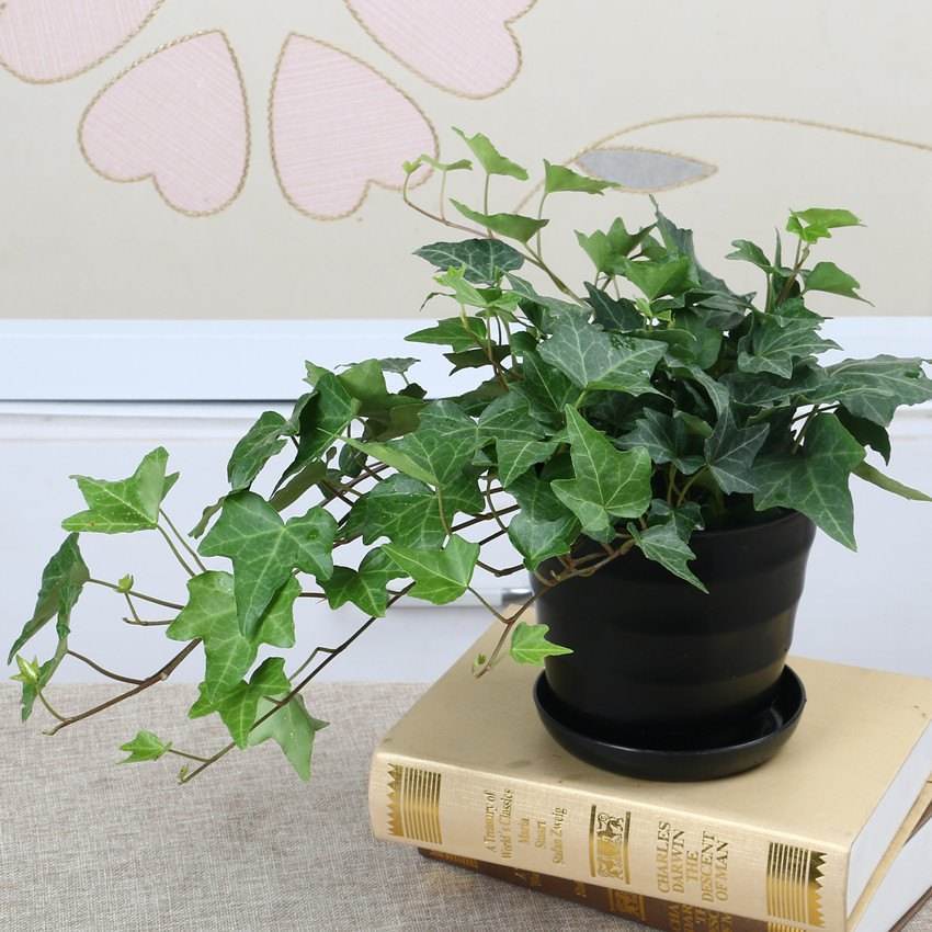 常青藤哪种好养,常青藤到底怎么养
