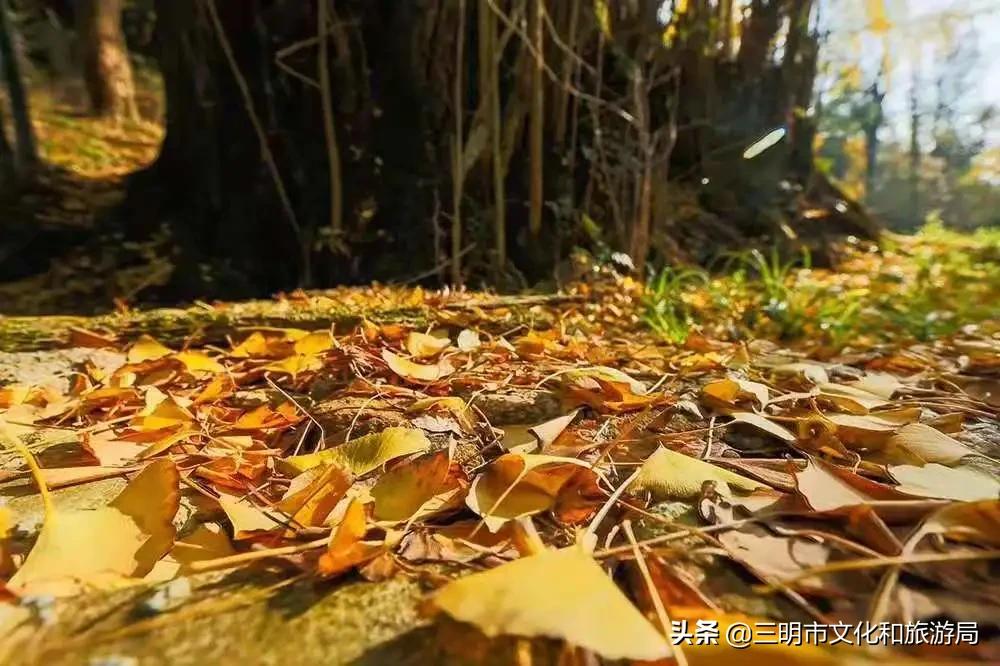 嗨！重新认识一下，我叫建宁！进来为我投票吧！