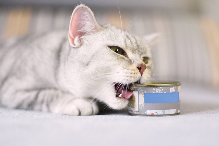 猫咪为什么不爱喝盆里的水,猫咪为啥不爱吃冻干