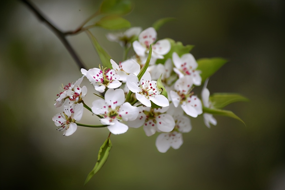 梅李桃樱杏如何区分,梅杏桃李樱梨海棠怎么区分