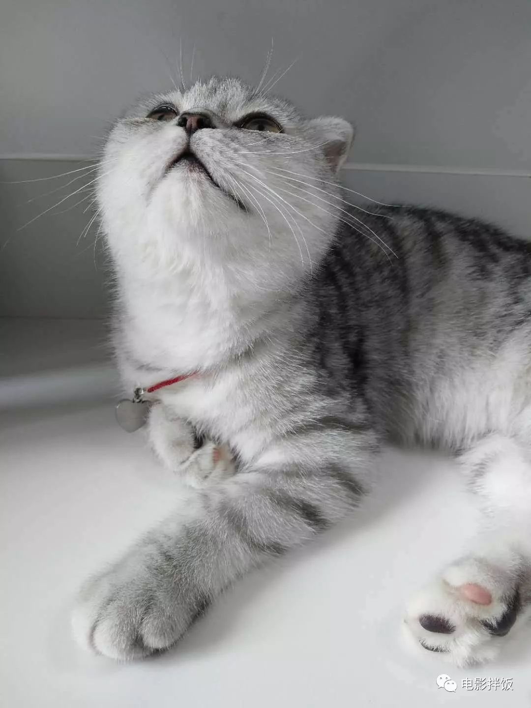 伊丽莎白圈养猫新手入门注意事项,最适合家养的猫排名养猫新手必看