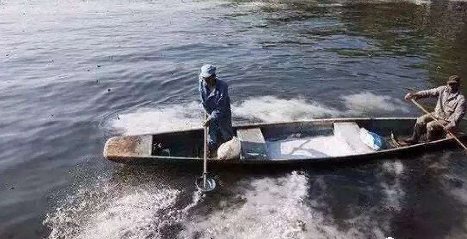水产养殖生石灰你意想不到的用法,生石灰水产养殖中的使用禁忌