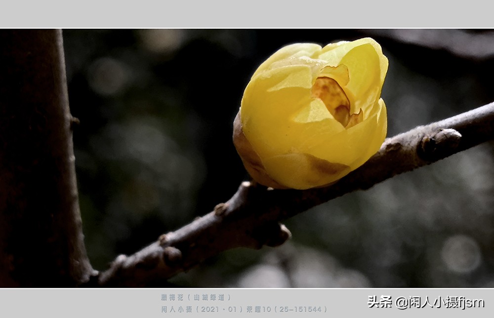 如何拍出腊梅摄影作品图片,腊梅手机摄影技巧