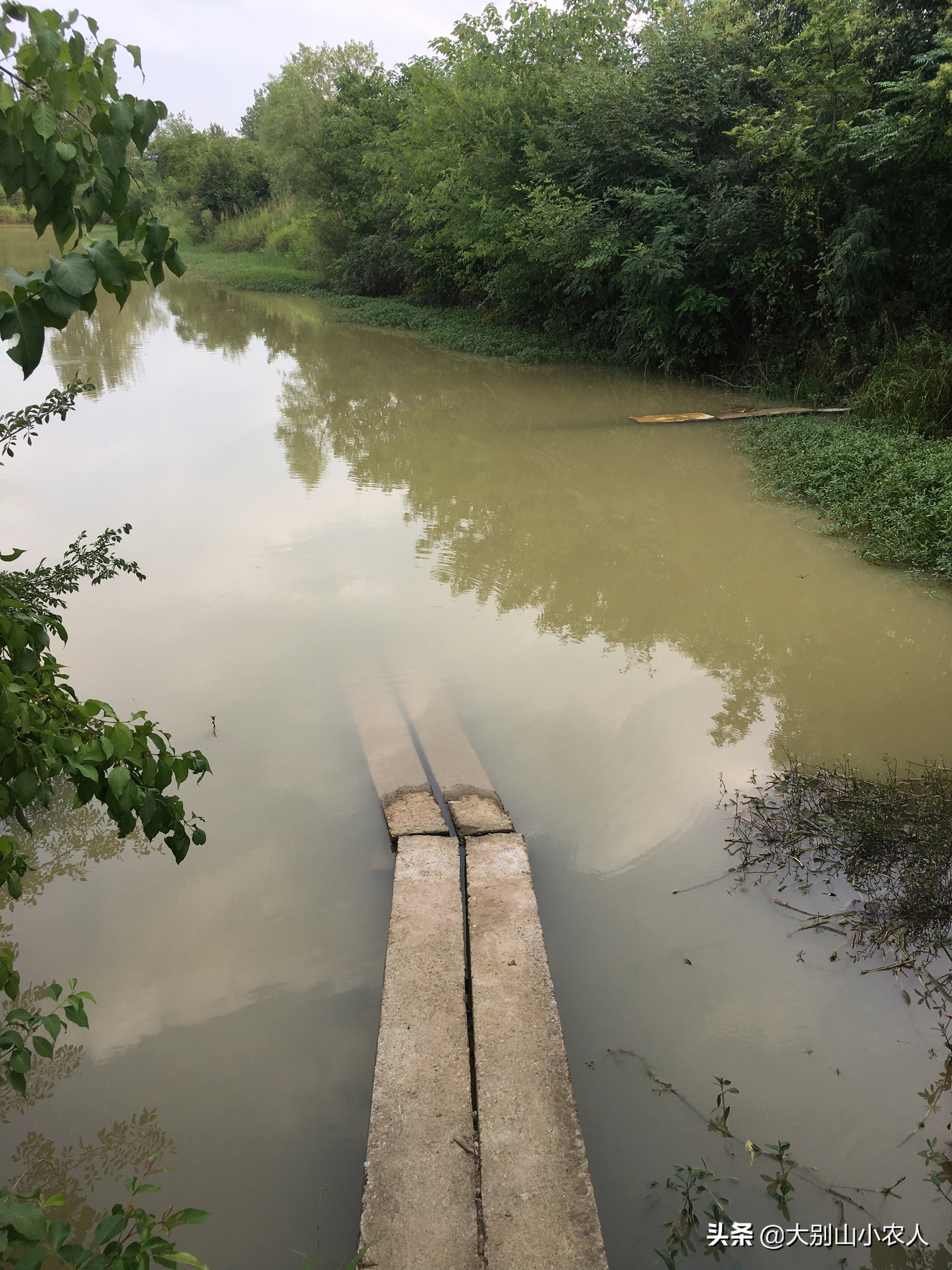 雨后水体浑浊适合钓鲢鳙吗,水体肥怎么钓鲢鳙