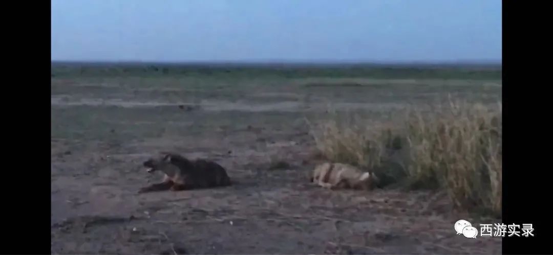 被埃塞拒绝入境，被困肯尼亚，陷入马赛部落，开车追逐非洲五霸