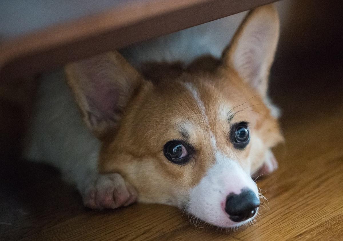 狗狗冲撞古玩摊，撞碎3只瓷器，主人：狗赔给你