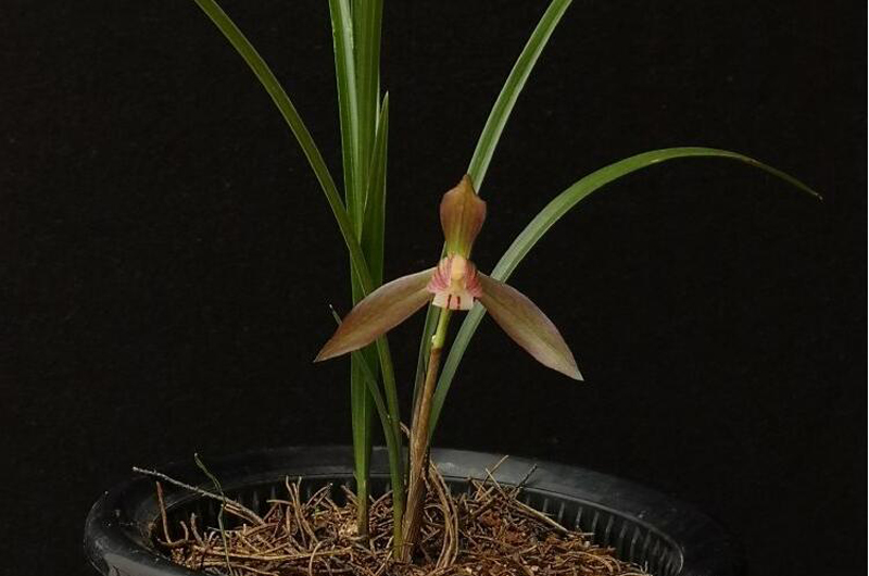 尿素这样浇兰花，不要再用错了，不然会烧死兰花