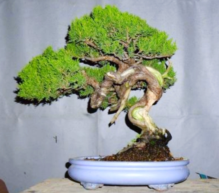 柏树舍利干涂石硫合剂多久涂一次,柏树盆景剥舍利干方法