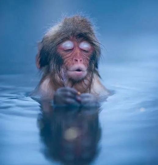 全世界总共有几种猴子,世界上最稀有的猴子是哪种猴子