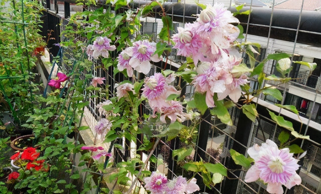 李子柒的院子都种的啥,李子柒推荐的三种花