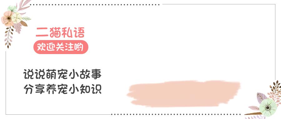 家里有蟑螂猫吃蟑螂吗,家里有蟑螂不能用蟑螂药吗