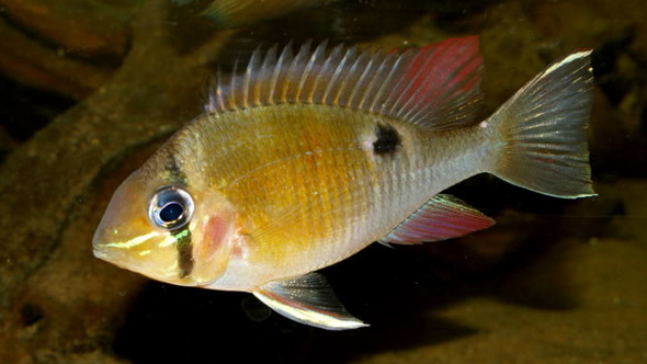 南美慈鲷,慈鲷有黑色的吗