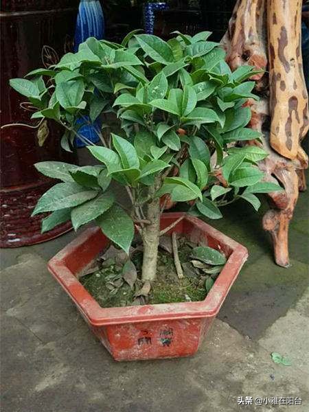 桂花盆栽如何施肥,盆栽桂花什么时候施肥