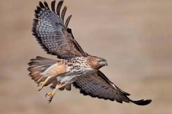 人不吃动物会怎样,为什么老鹰等猛禽不吃喜鹊