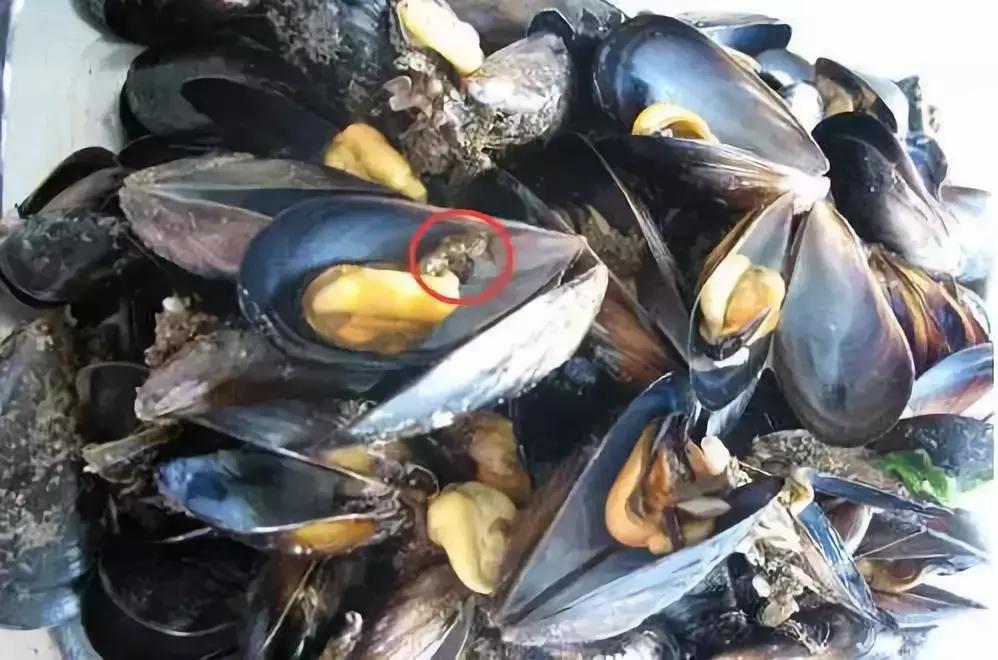 人人都能看懂的威海海鲜攻略,威海海鲜什么时候最好吃