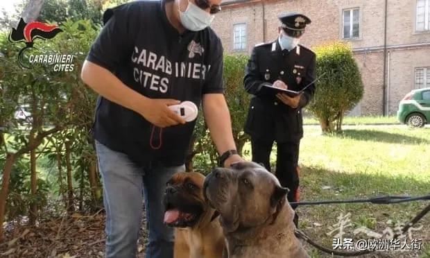 为了卖价剪短幼犬耳朵尾巴！意大利抓获一大型犬类*私走**团伙