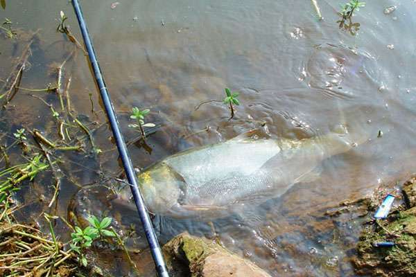 盘式钓鲢鳙,钓鲢鳙的鱼盘