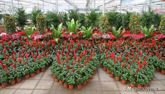 石家庄露天年货市场哪里有,石家庄哪个市场可以批发年货